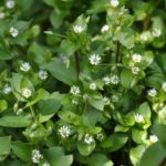 saxwuleen’ | Chickweed