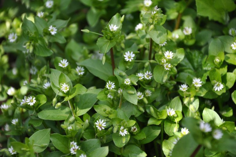 Theresa Thorne from kwa’mutsun shares some information on chickweed