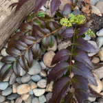 luluts’ulhp | Oregon Grape (Dull)