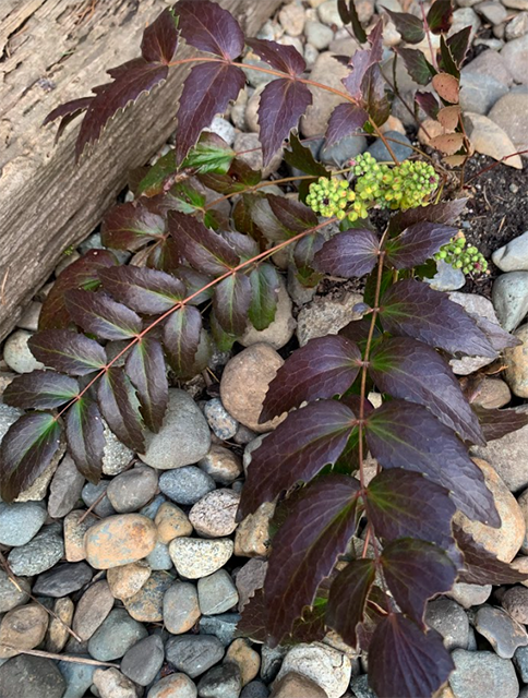 luluts’ulhp | Oregon Grape (Dull)