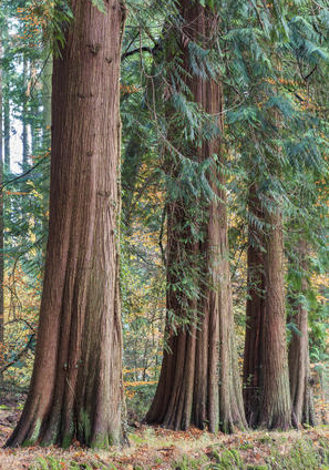 tthu stsi’elh xpey’ulhp | Great Cedar Tree by Ruby Peter | Sti’tum’at