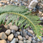 sthxhelum | Sword Fern