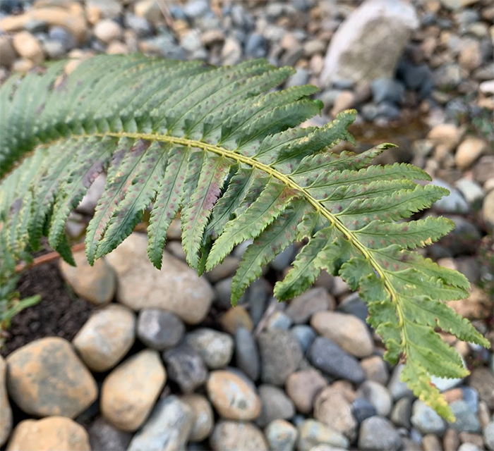 sthxhelum | Sword Fern