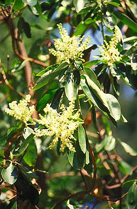 Theresa Thorne from kwa’mutsun shares some information on arbutus