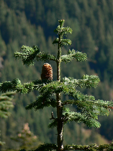 Theresa Thorne from kwa’mutsun shares some information on balsam