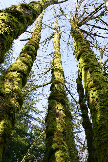 Theresa Thorne from kwa’mutsun shares some information on big leaf maple