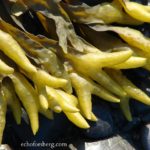 qw’aqwuqw | Bladderwrack Kelp