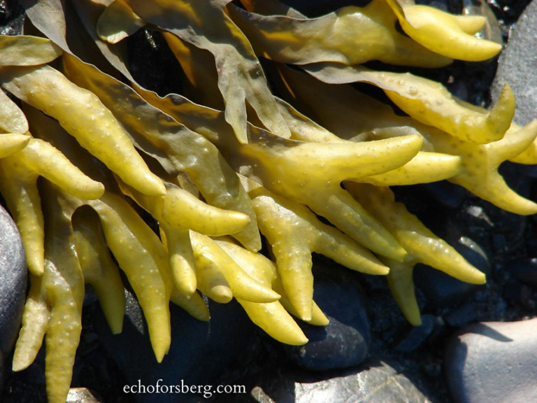 qw’aqwuqw | Bladderwrack Kelp