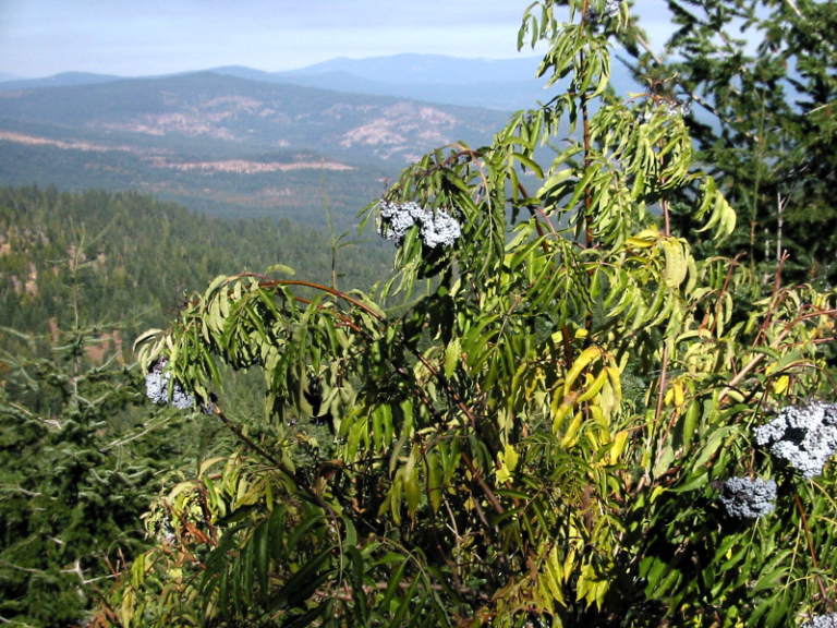 tth’uykwikw | Blue Elderberry