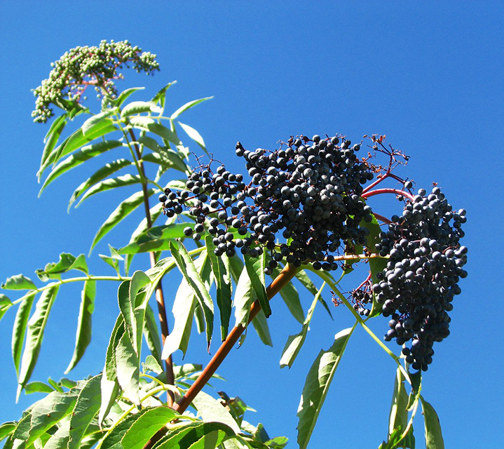 Theresa Thorne from kwa’mutsun shares some information on blue elderberry