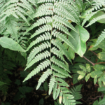 suqeen | Bracken Fern