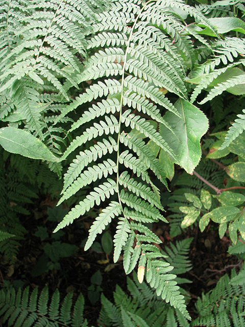 suqeen | Bracken Fern