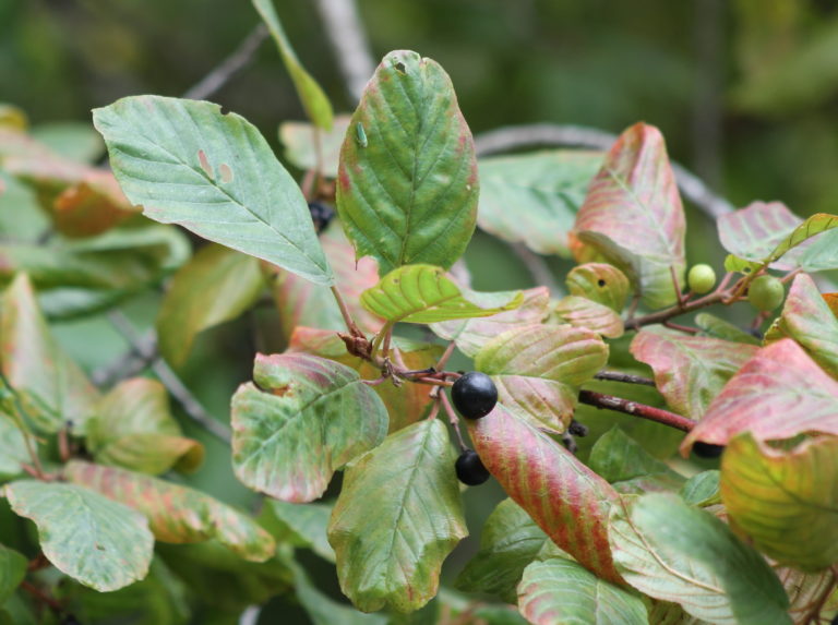 Theresa Thorne from kwa’mutsun shares some information on cascara