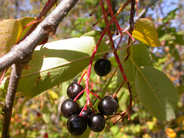 tth’uxwun’ | Chokecherry