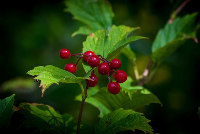 Theresa Thorne from kwa’mutsun shares some information on cranberry