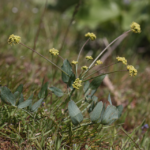 q’uxmin | Desert Parsley