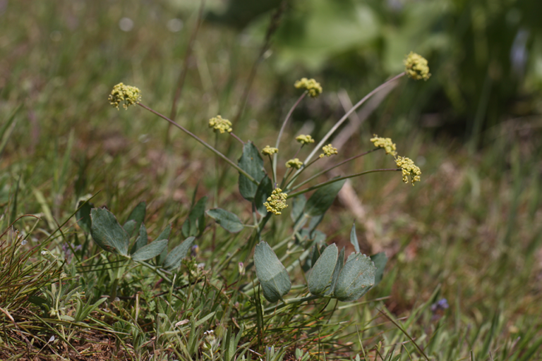 q’uxmin | Desert Parsley