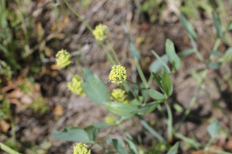 Theresa Thorne from kwa’mutsun shares some information on desert parsley