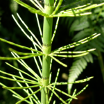 xum’xum’ | Common Horsetail