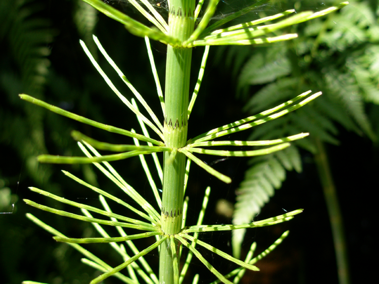 xum’xum’ | Common Horsetail