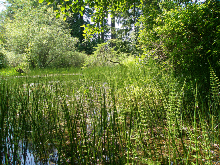 Theresa Thorne from kwa’mutsun shares some information on common horsetail