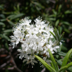 me’hwulhp | Labrador Tea