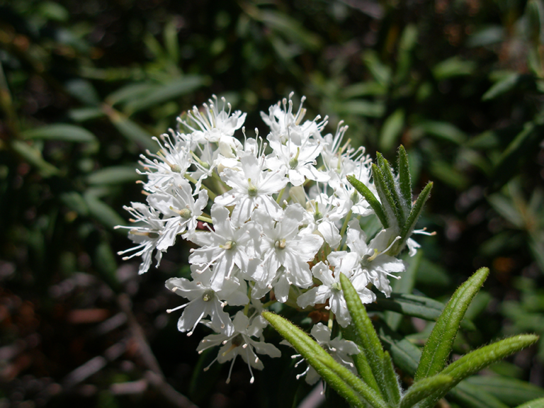 Theresa Thorne from kwa’mutsun shares some information on labrador tea