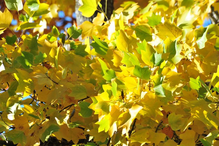 nutsim’ ’u shus yu ’eeye’q tthu sht’aalusth tthu sts’alha’? | Why are the leaves changing colour? by Tara Morris, Ruby Peter, and Donna Gerdts