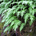 tl’usip | Licorice Fern