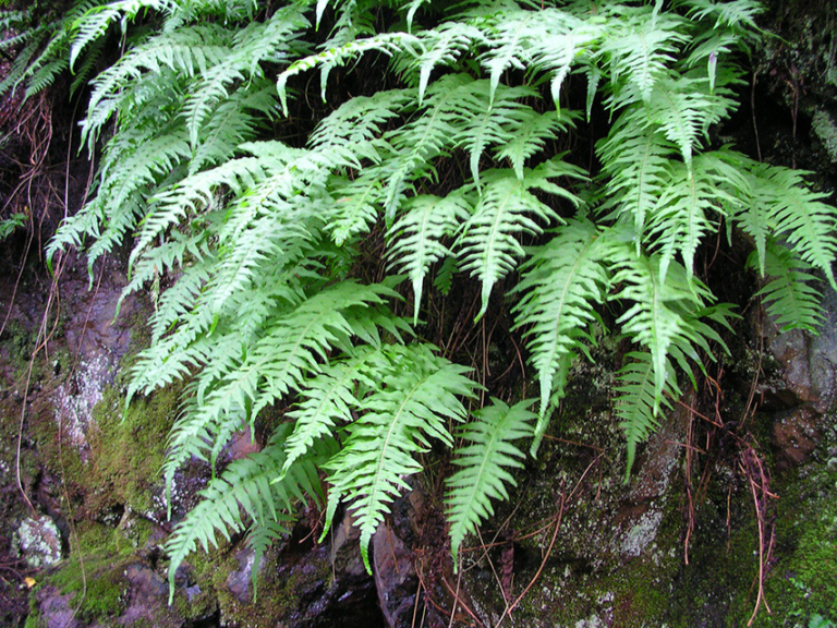 tl’usip | Licorice Fern