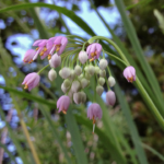 qw’uxwi’uts | Nodding Onion