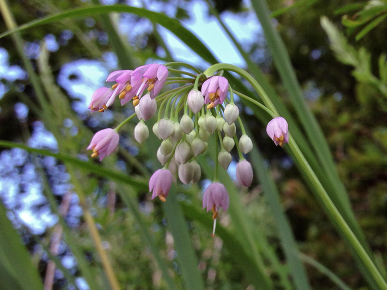 qw’uxwi’uts | Nodding Onion