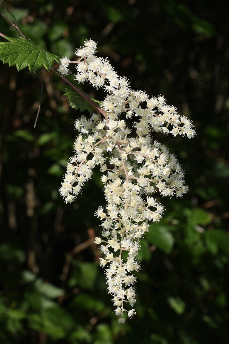 qethulhp | Ocean Spray