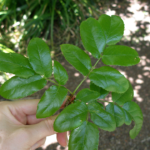 sunni’ulhp | Oregon Grape (Tall)