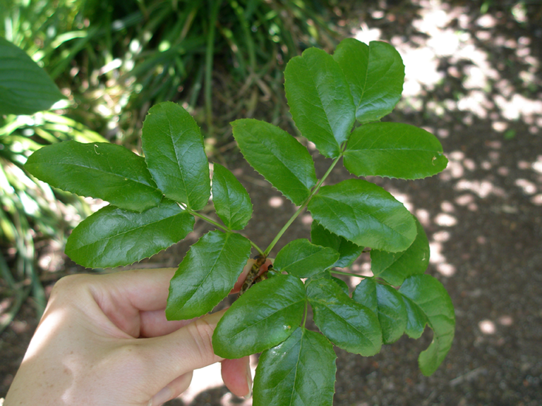 sunni’ulhp | Oregon Grape (Tall)