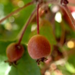 qwa'upulhp | Pacific Crabapple