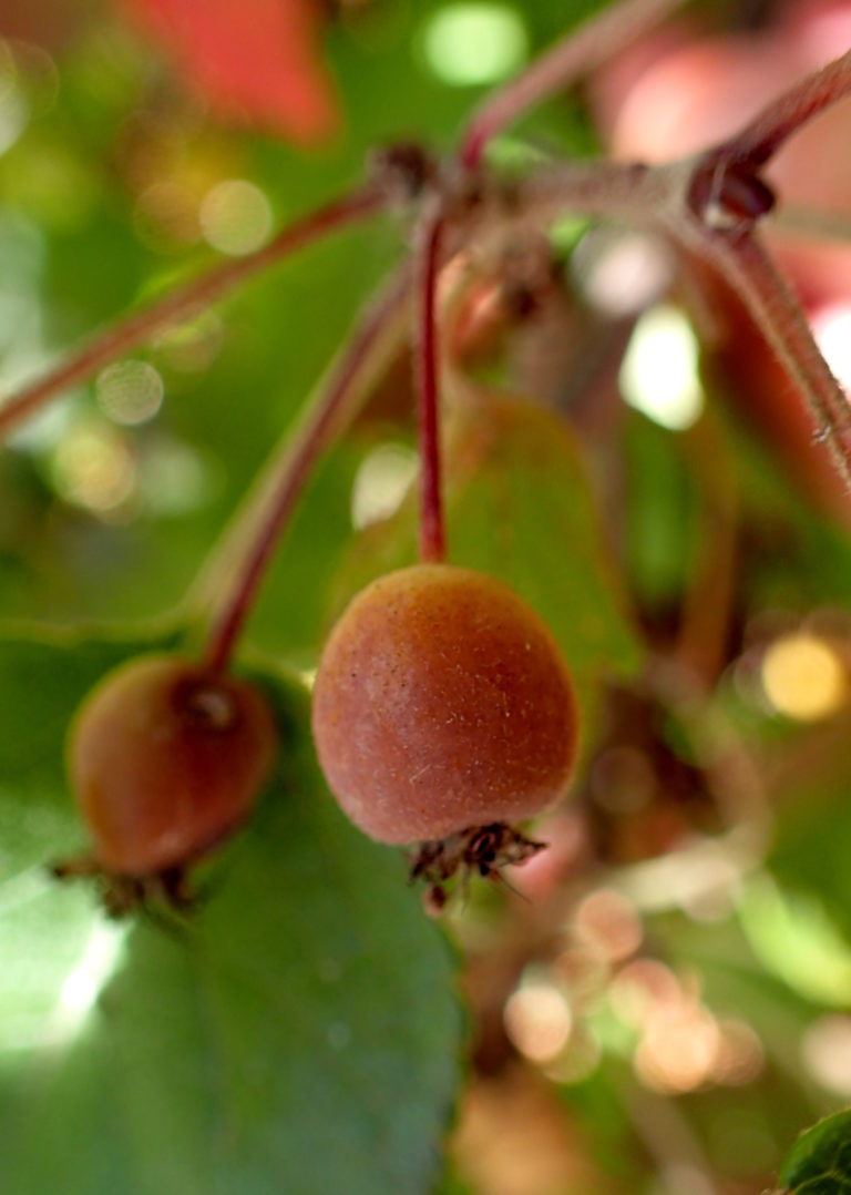 Theresa Thorne from kwa’mutsun shares some information on crabapple