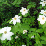 kwi’txulhp | Pacific Flowering Dogwood