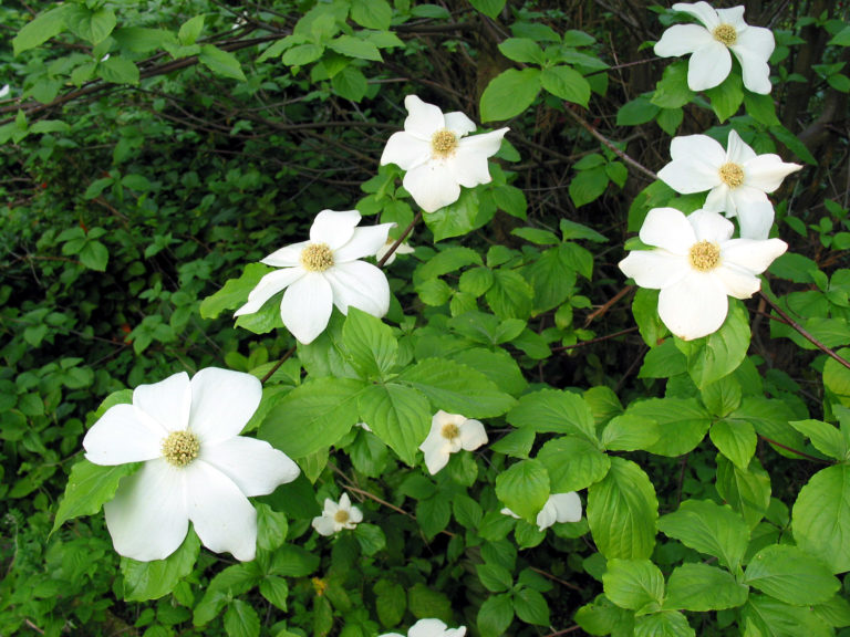 kwi’txulhp | Pacific Flowering Dogwood