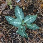 kw'ulxeen | Rattlesnake Plantain