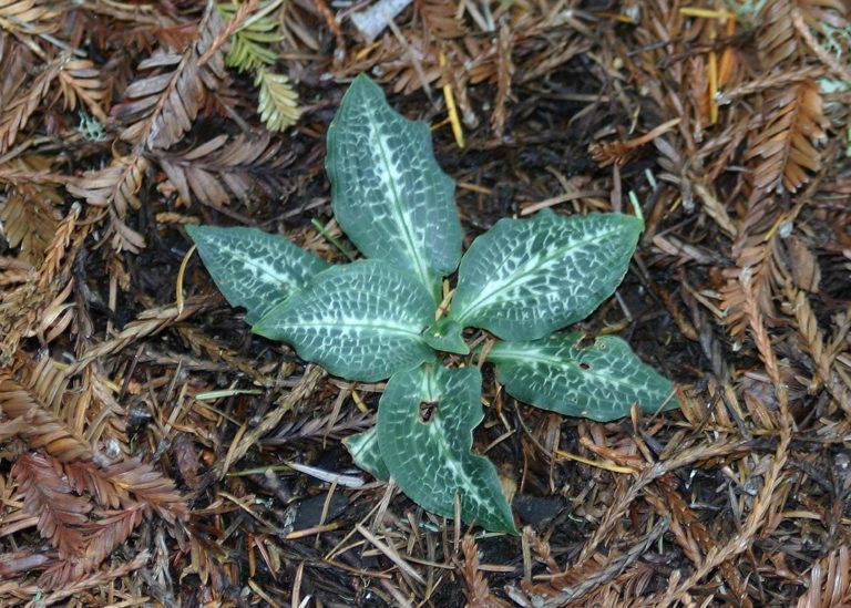 kw'ulxeen | Rattlesnake Plantain