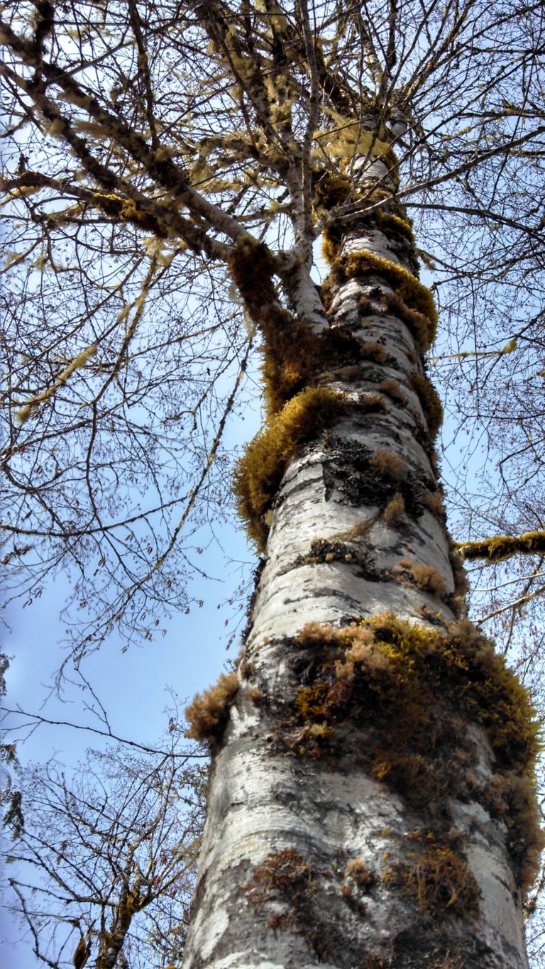 Theresa Thorne from kwa’mutsun shares some information on red alder