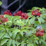 tth’iwuq’ | Red Elderberry