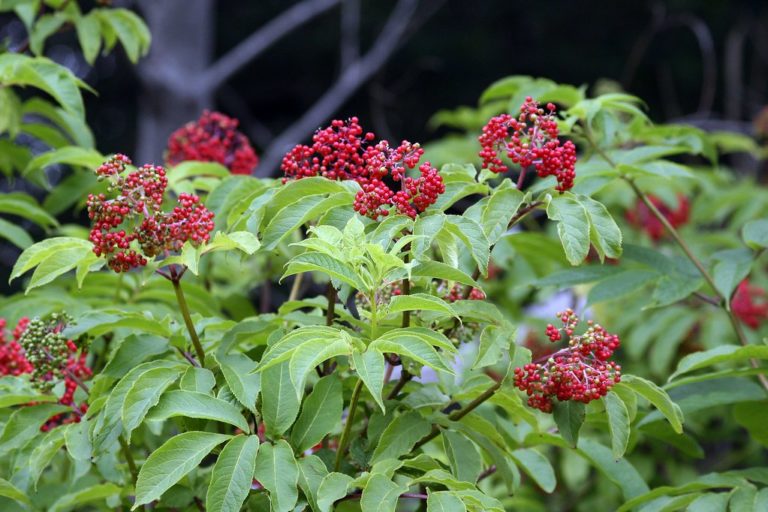 tth’iwuq’ | Red Elderberry