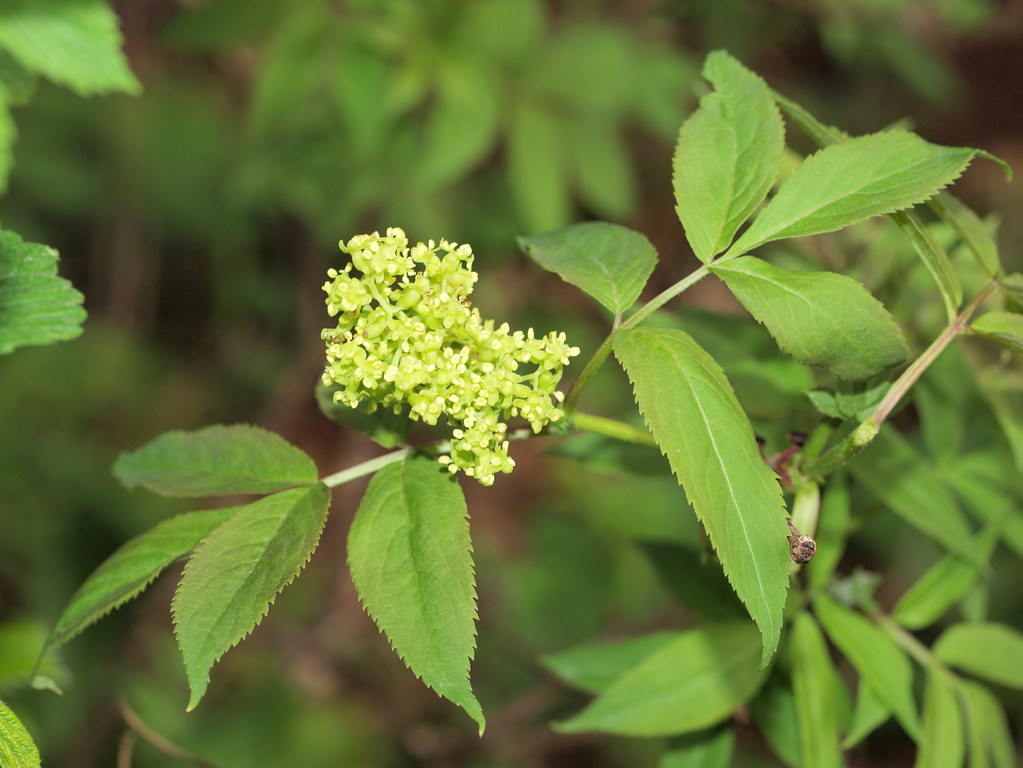 Theresa Thorne from kwa’mutsun shares some information on red elderberry