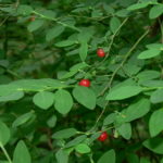 sqw’uqwtsus | Red Huckleberry