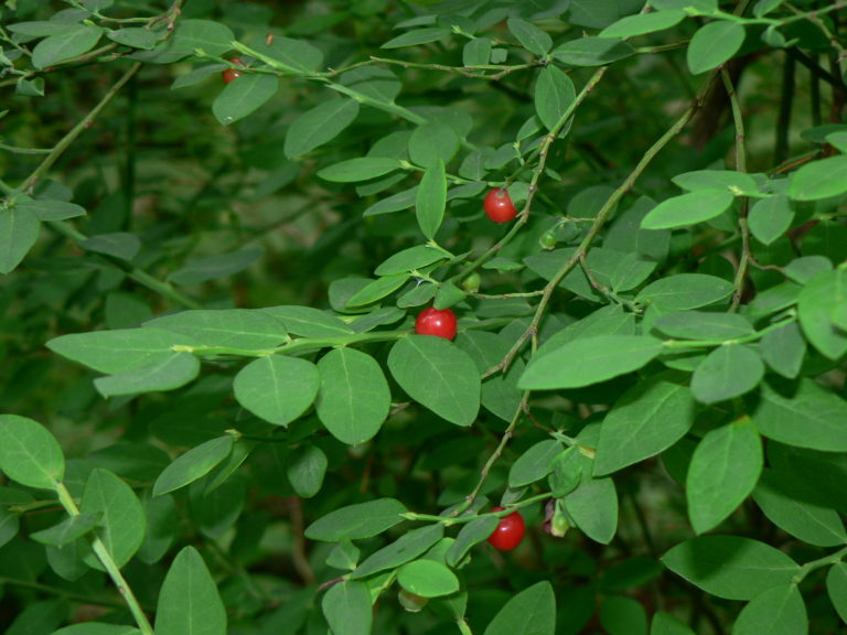 Theresa Thorne from kwa’mutsun shares some information on red huckleberry