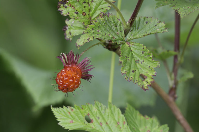 lila’ | Salmonberry