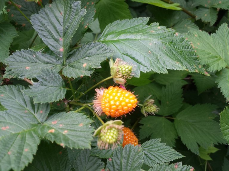 Theresa Thorne from kwa’mutsun shares some information on salmonberry