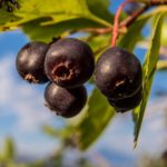 tushnets | Saskatoon Berry